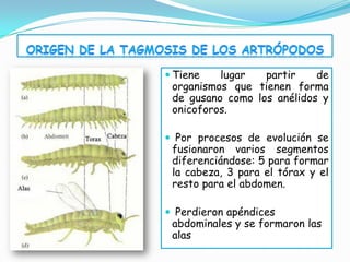  Tiene   lugar   partir    de
 organismos que tienen forma
 de gusano como los anélidos y
 onicoforos.

 Por procesos de evolución se
 fusionaron varios segmentos
 diferenciándose: 5 para formar
 la cabeza, 3 para el tórax y el
 resto para el abdomen.

 Perdieron apéndices
 abdominales y se formaron las
 alas
 