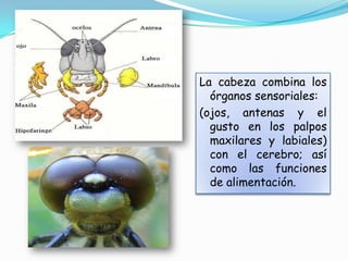 La cabeza combina los
  órganos sensoriales:
(ojos, antenas y el
  gusto en los palpos
  maxilares y labiales)
  con el cerebro; así
  como las funciones
  de alimentación.
 