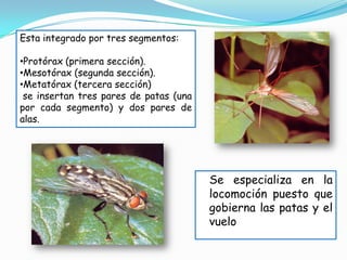 Esta integrado por tres segmentos:

•Protórax (primera sección).
•Mesotórax (segunda sección).
•Metatórax (tercera sección)
 se insertan tres pares de patas (una
por cada segmento) y dos pares de
alas.




                                        Se especializa en la
                                        locomoción puesto que
                                        gobierna las patas y el
                                        vuelo
 