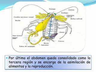  Por último el abdomen queda consolidado como la
 tercera región y se encarga de la asimilación de
 alimentos y la reproducción.
 