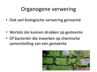 Organogene verwering
• Ook wel biologische verwering genoemd
• Wortels die kunnen drukken op gesteente
• Of bacteriën die inwerken op chemische
samenstelling van een gesteente
 