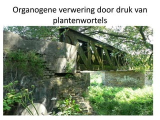 Organogene verwering door druk van
plantenwortels
 