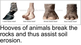 2. BURROWING OF ANIMALS
Hooves of animals break the
rocks and thus assist soil
erosion.
 