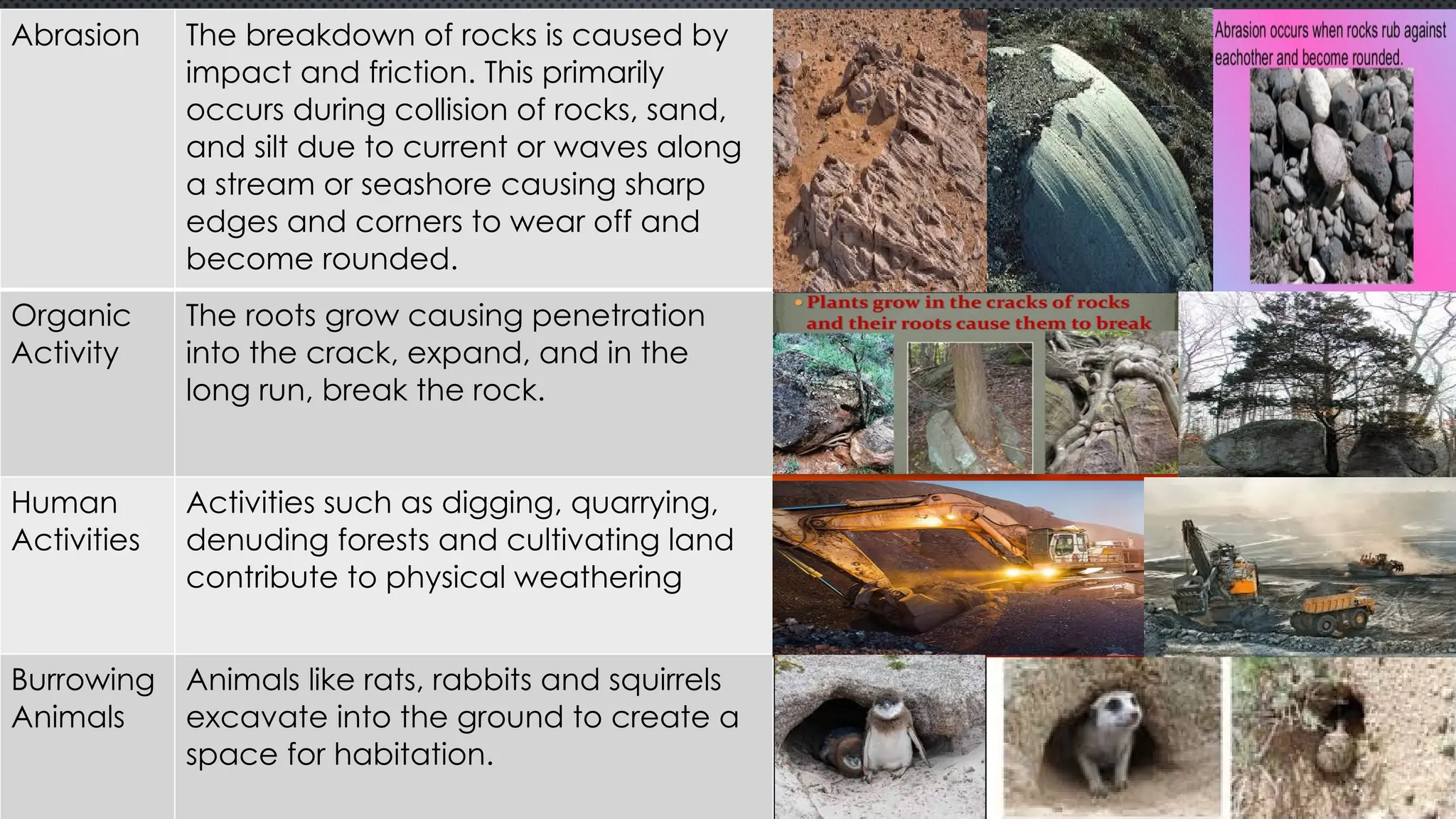 Abrasion The breakdown of rocks is caused by
impact and friction. This primarily
occurs during collision of rocks, sand,
and silt due to current or waves along
a stream or seashore causing sharp
edges and corners to wear off and
become rounded.
Organic
Activity
The roots grow causing penetration
into the crack, expand, and in the
long run, break the rock.
Human
Activities
Activities such as digging, quarrying,
denuding forests and cultivating land
contribute to physical weathering
Burrowing
Animals
Animals like rats, rabbits and squirrels
excavate into the ground to create a
space for habitation.
 