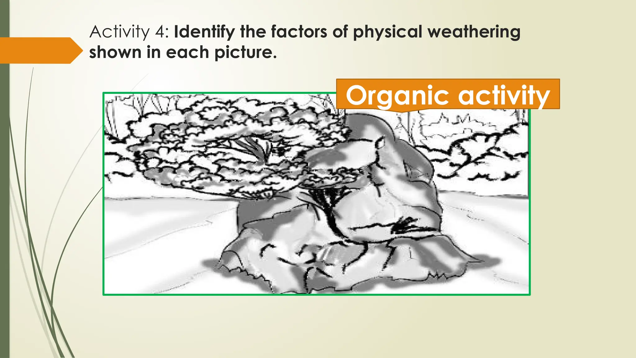 Activity 4: Identify the factors of physical weathering
shown in each picture.
Organic activity
 