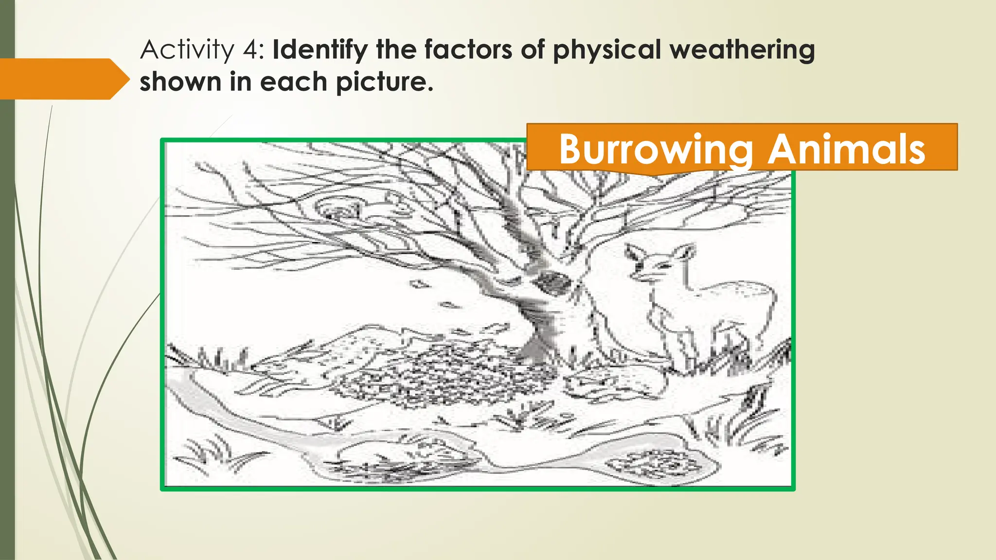 Activity 4: Identify the factors of physical weathering
shown in each picture.
Burrowing Animals
 