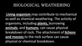 BIOLOGICAL WEATHERING
Living organism may contribute to mechanical
as well as chemical weathering. The activity of
organisms, including plants, burrowing
animals, and humans, can cause physical
breakdown of rock. The attachment of lichens
and mosses to the rock surface can cause
physical or chemical breakdown.
 