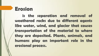 Erosion
is the separation and removal of
weathered rocks due to different agents
like water, wind, and glacier that causes
transportation of the material to where
they are deposited. Plants, animals, and
humans play an important role in the
erosional process.
 