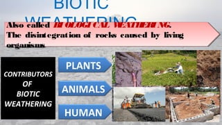 BIOTIC
WEATHERINGAlso called BI OLOGI CAL WEATHERI NG.
The disintegration of rocks caused by living
organisms
Also called BI OLOGI CAL WEATHERI NG.
The disintegration of rocks caused by living
organisms
CONTRIBUTORS
OF
BIOTIC
WEATHERING
PLANTS
ANIMALS
HUMAN
 