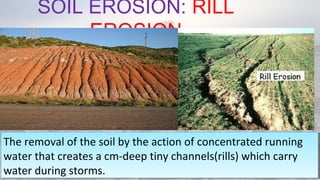 SOIL EROSION: RILL
EROSION
08/04/19
The removal of the soil by the action of concentrated running
water that creates a cm-deep tiny channels(rills) which carry
water during storms.
The removal of the soil by the action of concentrated running
water that creates a cm-deep tiny channels(rills) which carry
water during storms.
 