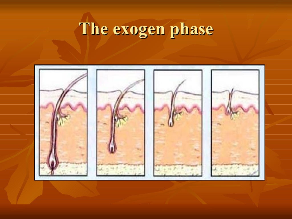 Exogen phase of hair life cycle