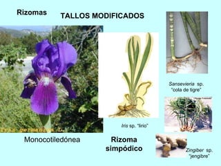 TALLOS MODIFICADOS Rizomas Iris  sp. “lirio” Sansevieria  sp. “cola de tigre” Rizoma simpódico Monocotiledónea Zingiber  sp. “jengibre” 