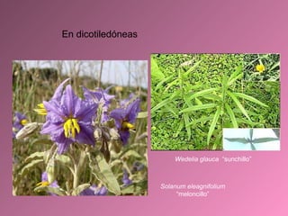 En dicotiledóneas Solanum eleagnifolium  “meloncillo” Wedelia glauca  “sunchillo” 