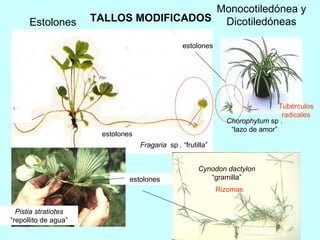 Fragaria   sp . “frutilla” Estolones Chorophytum  sp . “lazo de amor” estolones TALLOS MODIFICADOS Pistia stratiotes  “repollito de agua” estolones estolones Cynodon dactylon  “gramilla” Monocotiledónea y Dicotiledóneas Rizomas Tubérculos radicales 