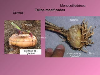 Tallos modificados Gladiolus  sp . “gladiolo” Croscomia  sp . “gladiolin” Cormos Nudo Yemas Catafilo Nudo Monocotiledónea 
