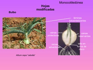 Hojas modificadas tallo en forma de disco vainas reservantes láminas fotosintetizantes vainas protectoras raíces adventicias Bulbo Allium cepa  “cebolla” Monocotiledónea 