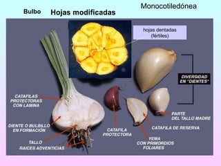 Hojas modificadas Bulbo hojas dentadas (fértiles) Monocotiledónea 
