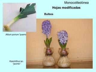 Hyacinthus  sp . “jacinto” Allium porrum  “puerro Bulbos Monocotiledónea Hojas modificadas 