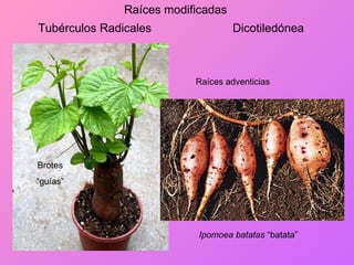 Tubérculos Radicales Ipomoea batatas  “batata” Raíces modificadas Brotes “ guías” Raíces adventicias Dicotiledónea 