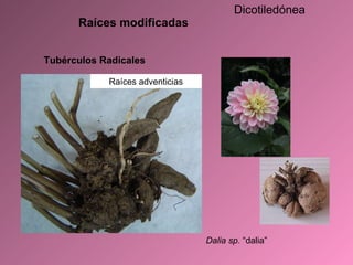 Dalia sp.  “dalia” Raíces modificadas Tubérculos Radicales Raíces adventicias Dicotiledónea 
