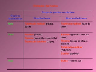 Síntesis del tema Órganos Modificados Grupo de plantas o subclase Dicotiledóneas Monocotiledóneas Raiz Tubérculo radical  (batata, dalia) Tubérculo radical  (lazo de amor) Tallo Estolón  (frutilla) Rizoma  (sunchillo, meloncillo) Tubérculo caulinar  (papa) Estolón  (gramilla, lazo de amor) Rizoma  (sorgo de alepo, gramilla) Tubérculo caulinar  (cebollin) Cormo  (gladiolo) Hoja Bulbo  (cebolla, ajo) 