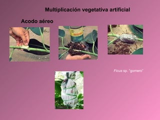 Multiplicación vegetativa artificial Acodo aéreo Ficus  sp. “gomero” 