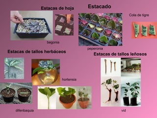 Cola de tigre Estacas de hoja peperonia begonia difenbaquia hortensia Estacas de tallos herbáceos Estacas de tallos leñosos vid Estacado 