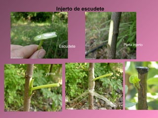 Injerto de escudete Porta injerto Escudete yema 