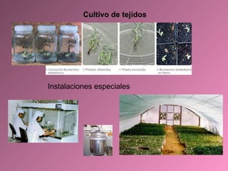 Cultivo de tejidos Instalaciones especiales 