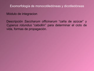 Módulo de integracion Descripción  Saccharum officinarum  “caña de azúcar” y  Cyperus rotundus  “cebollín” para determinar el ciclo de vida, formas de propagación. Exomorfología de monocotiledóneas y dicotiledóneas 