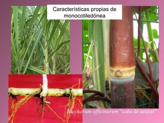 Saccharum officinarum  “caña de azúcar” Características propias de monocotiledónea 