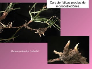 Cyperus rotundus  “cebollín” Características propias de monocotiledónea 