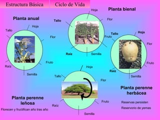 Planta   anual Planta bienal Planta perenne herbácea Planta perenne leñosa Reservas se agotan en la fructificación Florecen y fructifican año tras año Ciclo de Vida Estructura Básica Reservas persisten Reservorio de yemas Flor Fruto Hoja Tallo Raíz Semilla Semilla Raíz Tallo Hoja Flor Fruto Semilla Raíz Tallo Hoja Flor Fruto Flor Fruto Hoja Tallo Raíz Semilla 