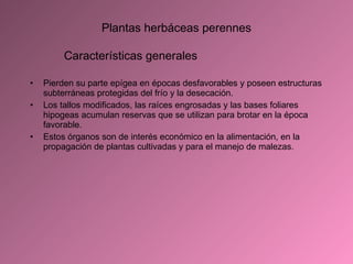 Plantas herbáceas perennes Pierden su parte epígea en épocas desfavorables y poseen estructuras subterráneas protegidas del frío y la desecación. Los tallos modificados, las raíces engrosadas y las bases foliares hipogeas acumulan reservas que se utilizan para brotar en la época favorable.  Estos órganos son de interés económico en la alimentación, en la propagación de plantas cultivadas y para el manejo de malezas. Características generales 
