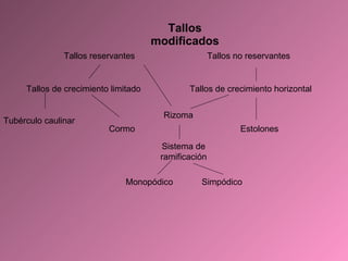 Tallos modificados Rizoma Cormo Estolones Tallos de crecimiento limitado Sistema de ramificación Simpódico Monopódico Tallos reservantes Tallos de crecimiento horizontal Tallos no reservantes Tubérculo caulinar 
