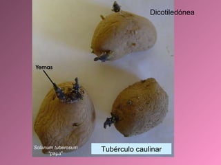 Solanum tuberosum  “papa” Tubérculo caulinar Dicotiledónea 