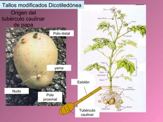 Origen del tubérculo caulinar de papa Nudo yema Polo proximal Polo distal Estolón Tubérculo caulinar Tallos modificados Dicotiledónea 