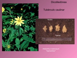 Espárrago Helianthus tuberosum  “topinambur” Tubérculo caulinar Nudos Yemas Dicotiledónea 