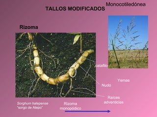 TALLOS MODIFICADOS Rizoma Nudo Raíces adventicias Yemas Sorghum halepense  “sorgo de Alepo” catafilo Rizoma monopódico Monocotiledónea 