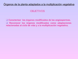 OBJETIVOS ,[object Object],[object Object],Órganos de la planta adaptados a la multiplicación vegetativa 