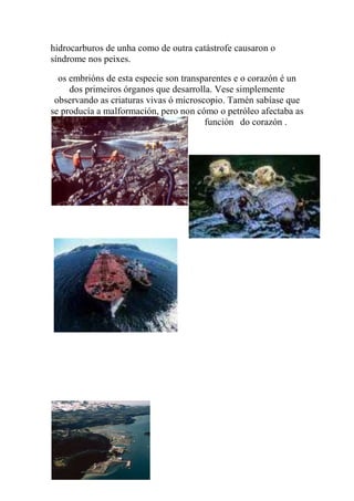 hidrocarburos de unha como de outra catástrofe causaron o
síndrome nos peixes.
os embrións de esta especie son transparentes e o corazón é un
dos primeiros órganos que desarrolla. Vese simplemente
observando as criaturas vivas ó microscopio. Tamén sabíase que
se producía a malformación, pero non cómo o petróleo afectaba as
función do corazón .
 