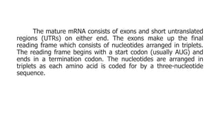 The mature mRNA consists of exons and short untranslated
regions (UTRs) on either end. The exons make up the final
reading...