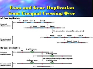Exon and Gene DuplicationExon and Gene Duplication
from Unequal Crossing Overfrom Unequal Crossing Over
 