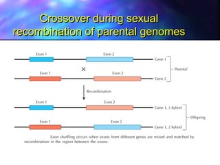 Crossover during sexualCrossover during sexual
recombination of parental genomesrecombination of parental genomes
 