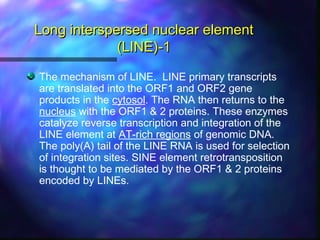 Long interspersed nuclear elementLong interspersed nuclear element
(LINE)-1(LINE)-1
The mechanism of LINE. LINE primary transcripts
are translated into the ORF1 and ORF2 gene
products in the cytosol. The RNA then returns to the
nucleus with the ORF1 & 2 proteins. These enzymes
catalyze reverse transcription and integration of the
LINE element at AT-rich regions of genomic DNA.
The poly(A) tail of the LINE RNA is used for selection
of integration sites. SINE element retrotransposition
is thought to be mediated by the ORF1 & 2 proteins
encoded by LINEs.
 
