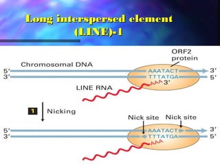 Long interspersed elementLong interspersed element
(LINE)-1(LINE)-1
 