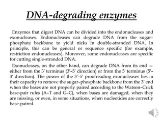 DNA-degrading enzymes
Enzymes that digest DNA can be divided into the endonucleases and
exonucleases. Endonucleases can degrade DNA from the sugar–
phosphate backbone to yield nicks in double-stranded DNA. In
principle, this can be general or sequence specific (for example,
restriction endonucleases). Moreover, some endonucleases are specific
for cutting single-stranded DNA.
Exonucleases, on the other hand, can degrade DNA from its end —
either from the 3′ terminus (3′–5′ direction) or from the 5′ terminus (5′–
3′ direction). The power of the 3′–5′ proofreading exonucleases lies in
their capacity to remove the sugar–phosphate backbone from the 3′ end
when the bases are not properly paired according to the Watson–Crick
base-pair rules (A–T and G–C), when bases are damaged, when they
are missing, or even, in some situations, when nucleotides are correctly
base-paired.
 