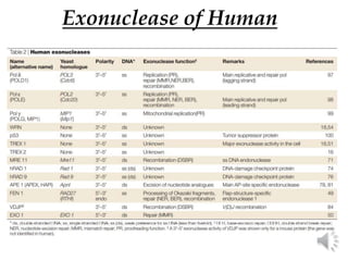 Exonuclease of Human
 
