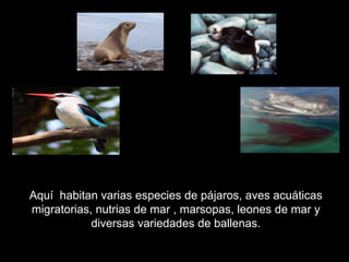 Aquí habitan varias especies de pájaros, aves acuáticas
migratorias, nutrias de mar , marsopas, leones de mar y
diversas variedades de ballenas.
 
