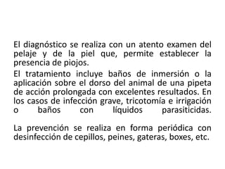 El diagnóstico se realiza con un atento examen del
pelaje y de la piel que, permite establecer la
presencia de piojos.
El tratamiento incluye baños de inmersión o la
aplicación sobre el dorso del animal de una pipeta
de acción prolongada con excelentes resultados. En
los casos de infección grave, tricotomía e irrigación
o      baños      con      líquidos    parasiticidas.
La prevención se realiza en forma periódica con
desinfección de cepillos, peines, gateras, boxes, etc.
 